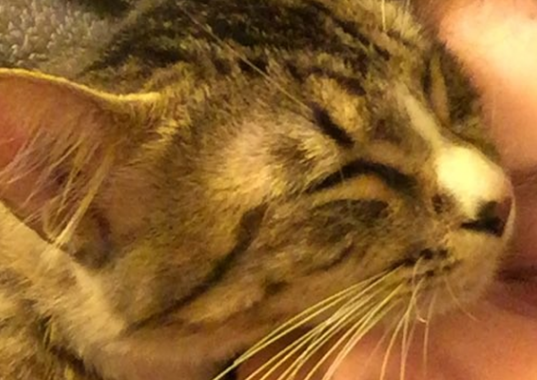 贴心猫长伴低落主人,将脸移开还会伸手勾回 贴心猫长伴低落主人,将脸移开还会伸手勾回