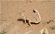 草原沙蜥是保护动物吗