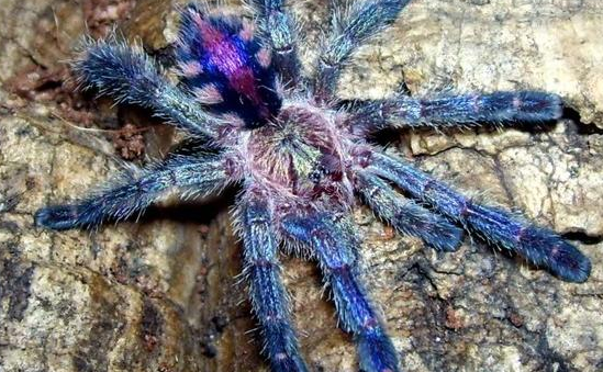 圭亚那粉红趾公母区分