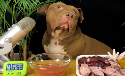趁主人不在偷尝几口!比特犬秒露心虚眼神内心全是戏