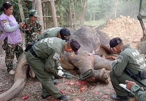 身中40弹泰国大象抢救无效，治疗期间护林员遭砸死