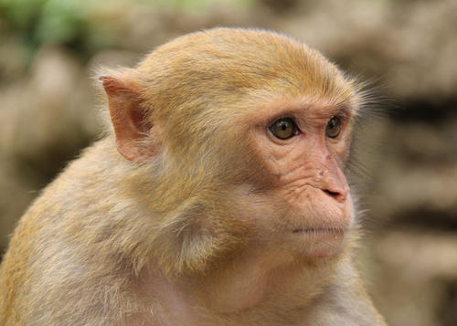 恒河猴是国家一级保护动物吗 恒河猴是国家一级保护动物吗