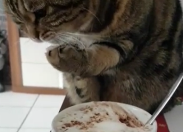 猫咪用爪子偷奶泡吃，网友崩溃：这手刚刚碰过什么
