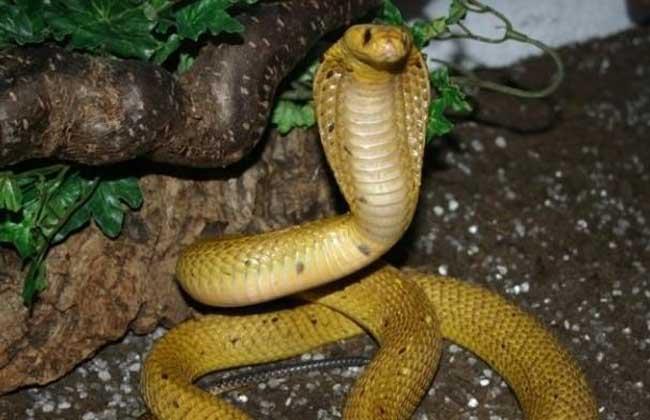 帝皇眼镜蛇长什么样子