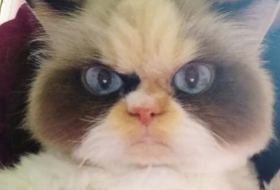 11岁布偶猫患甲状腺亢仅剩1年时间，主人借贷赴美就医