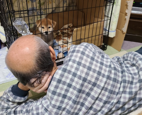可爱柴犬入住仅3日,爸爸秒变狗奴 可爱柴犬入住仅3日,爸爸秒变狗奴
