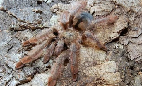 捕鸟蜘蛛——巴拿马黄金的"个人简介"