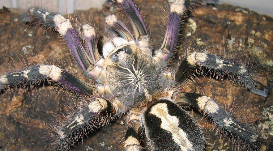 象牙华丽雨林的外形