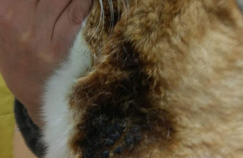 被烤焦的猫!每逢冬季一定要让自己的猫远离取暖器 被烤焦的猫!每逢冬季一定要让自己的猫远离取暖器