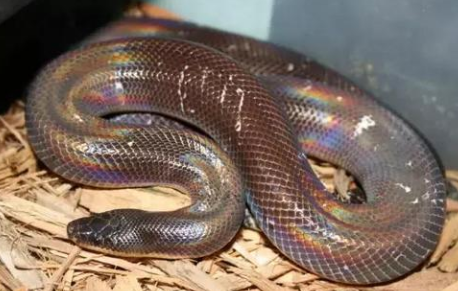 闪鳞蛇能养出感情吗