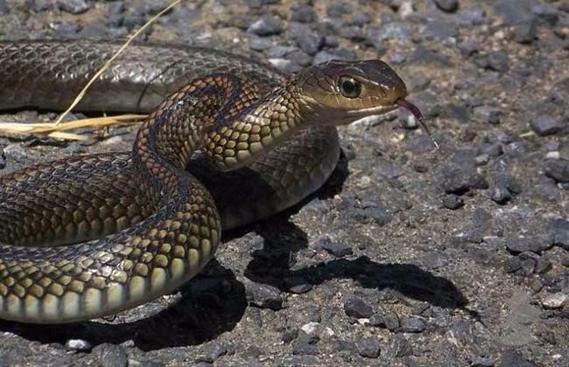 乌风蛇毒性有多大