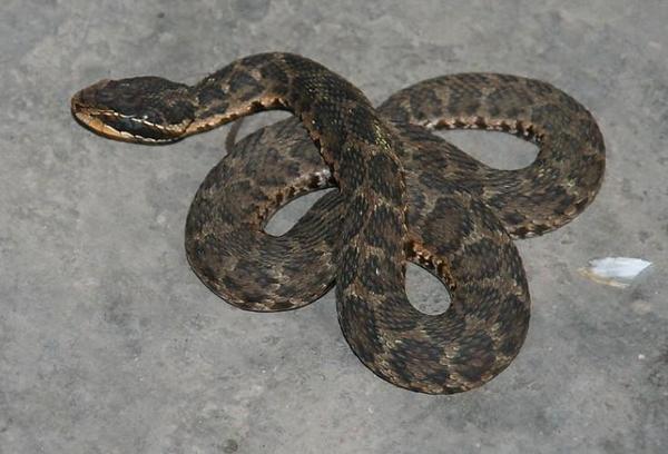 湖南土皮蛇图片