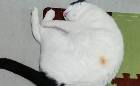被烤焦的猫！每逢冬季一定要让自己的猫远离取暖器