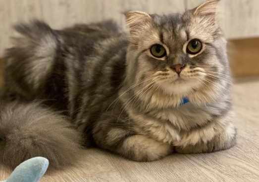 小萌猫第一次打预防针满脸委屈,哭哭:你们都欺负我 小萌猫第一次打预防针满脸委屈,哭哭:你们都欺负我