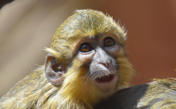 侏长尾猴吃什么侏长尾猴主要吃水果,昆虫,植物的种子