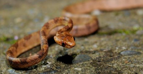 大头蛇能养出感情吗 大头蛇能养出感情吗