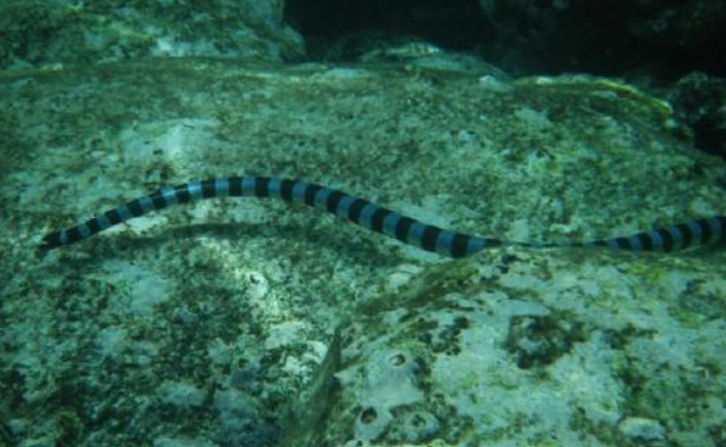 裂须海蛇可以家养吗