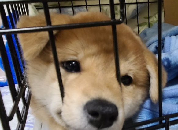 可爱柴犬入住仅3日,爸爸秒变狗奴 可爱柴犬入住仅3日,爸爸秒变狗奴