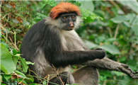 乌干达红疣猴吃什么食物