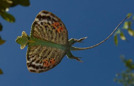 飞蜥属品种都有哪些分别是什么