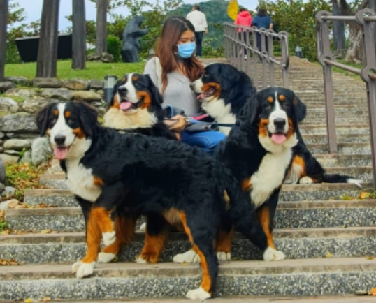 牵48只伯恩山犬过马路却意外摔倒,它们一致举动令主人超丢脸 牵48只伯恩山犬过马路却意外摔倒,它们一致举动令主人超丢脸