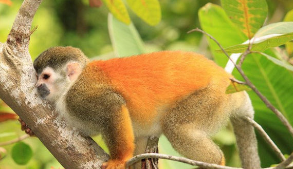 赤背松鼠猴可以做宠物吗