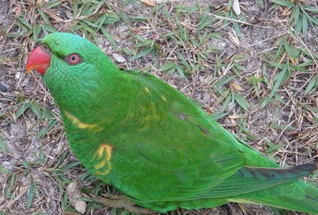 鳞胸吸蜜鹦鹉好不好看