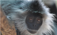 缅甸乌叶猴是保护动物吗