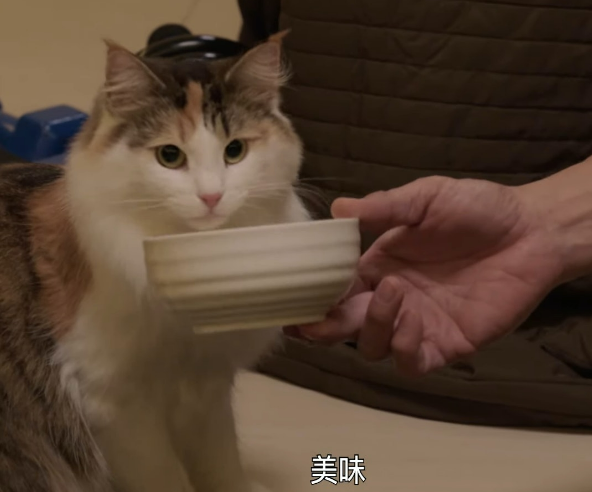 陀枪师姐2021里陈豪用啤酒灌醉宣萱猫，兽医：呕吐并不是最严重的.png