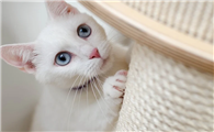 当当当，给首页增加“猫片”含量~
