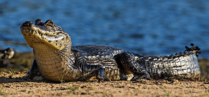 侏儒凯门鳄驯养吃什么
