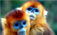 秦岭金丝猴是保护动物吗