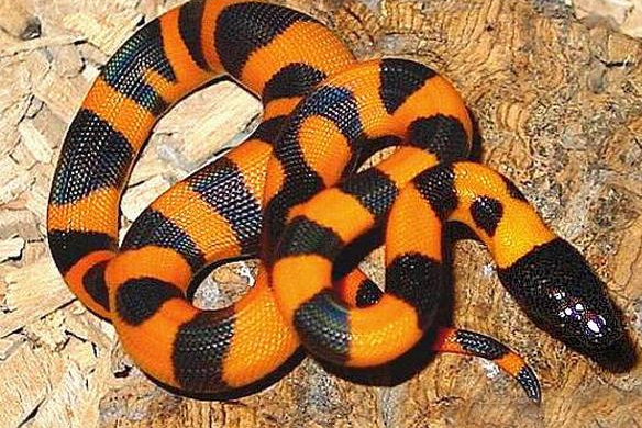 全身橙色的蛇图片