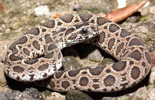 虽然短尾蝮蛇是含有毒性的,但是被短尾蝮蛇咬伤后,及时处理伤口,并