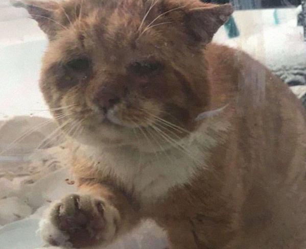 流浪猫大雪下濒死敲窗求救，获好心人送医