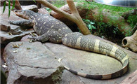 尼罗河巨蜥一般吃什么