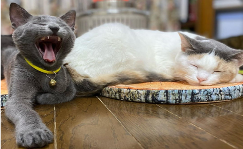 天气寒冷猫咪如何保暖？主人贴心妙招秒化解烦恼