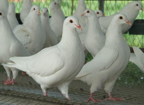 北京铁翅白鸽子图片