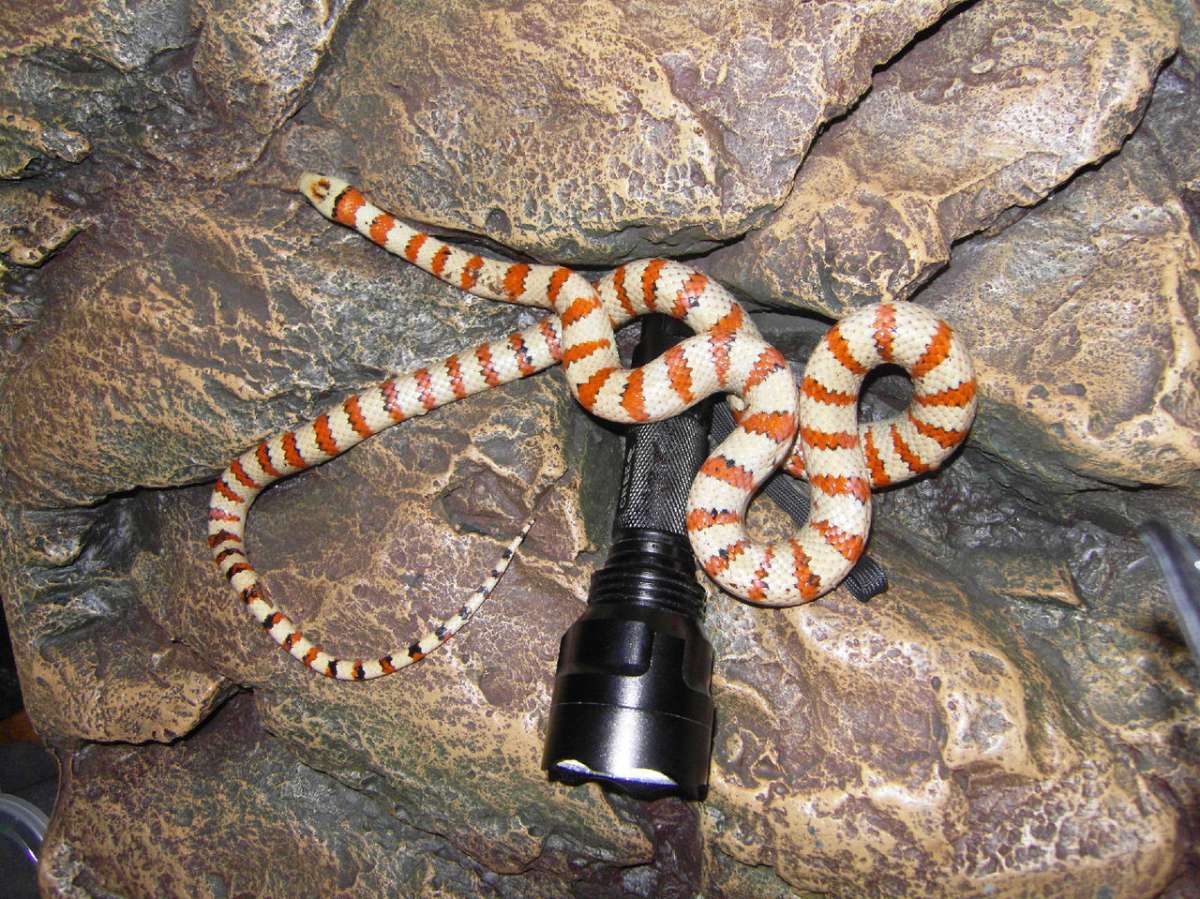 山王蛇泡酒的功效