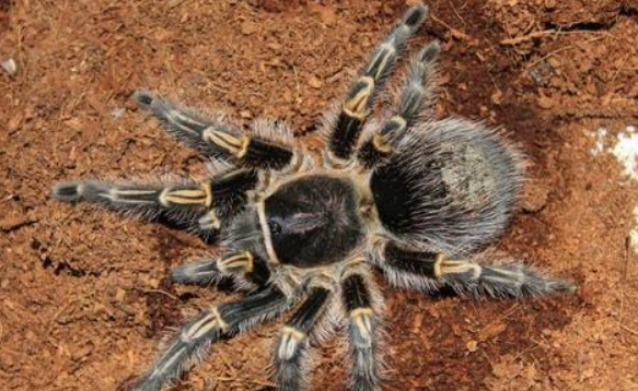 巴西巨人金直间毒性大吗