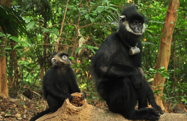 缅甸乌叶猴的特点