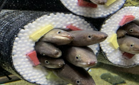 仙台水族馆在鱼缸里设寿司卷，网友：看饿了