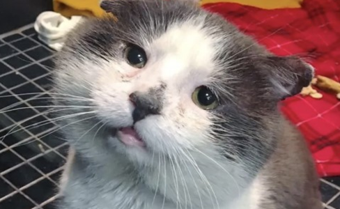 街头猫老大历经沧桑浑身受伤,获救后只爱撒娇