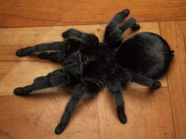 饲养者不用担心的是,这是一种无毒的蜘蛛,只不过巴西黑的生长速度是