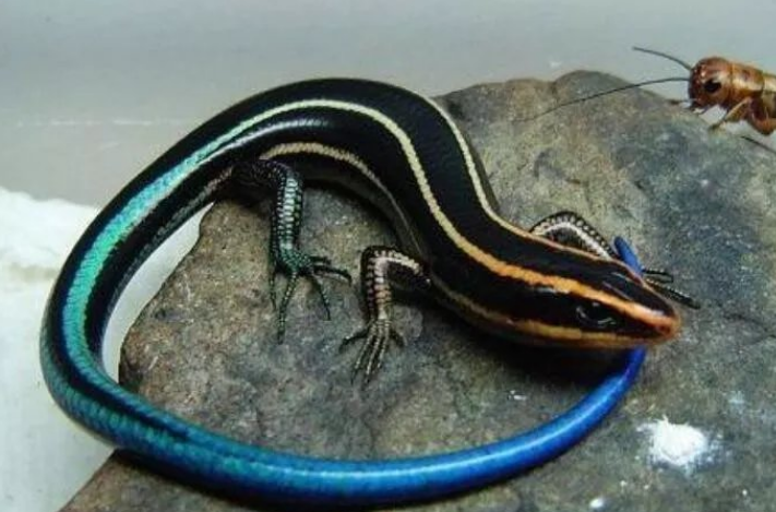 四线石龙子是保护动物吗