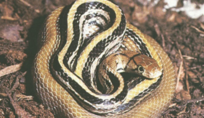 三线蛇毒蛇图片