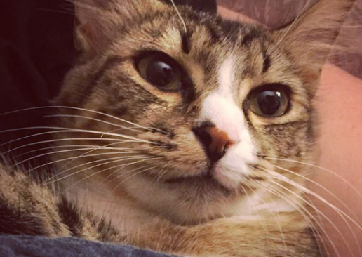 贴心猫长伴低落主人,将脸移开还会伸手勾回 贴心猫长伴低落主人,将脸移开还会伸手勾回