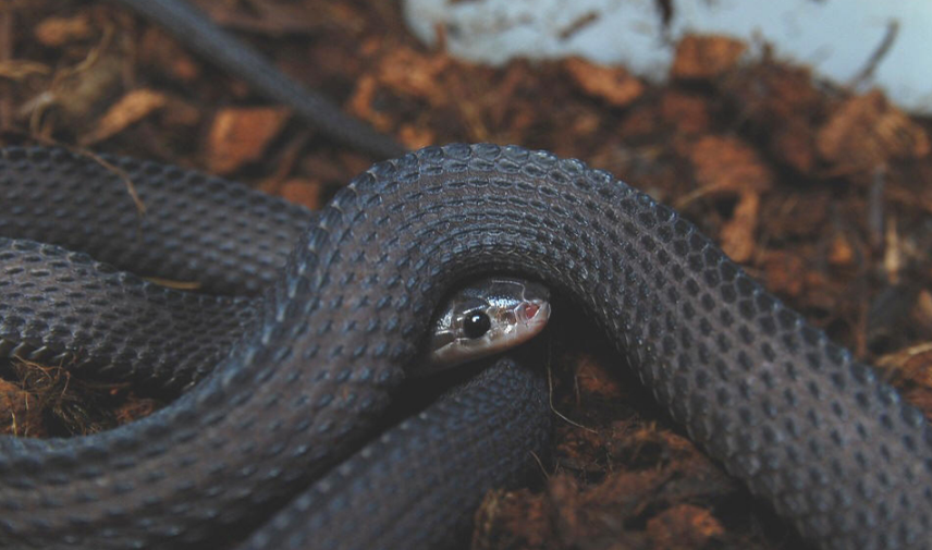 锉蛇是保护动物吗