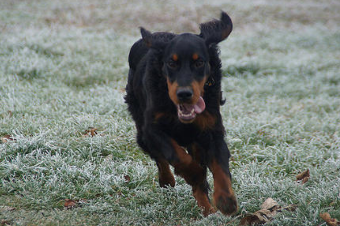 活力四射、颜值“逆天”的戈登雪达犬应该这样饲养！