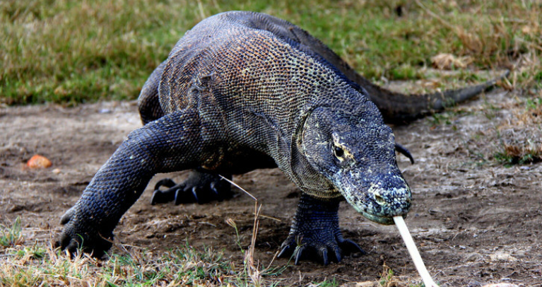 科莫多巨蜥是保护动物吗